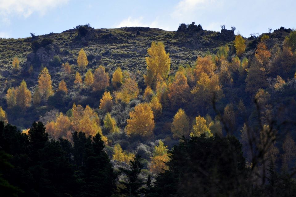 Bosquecito de Abedules