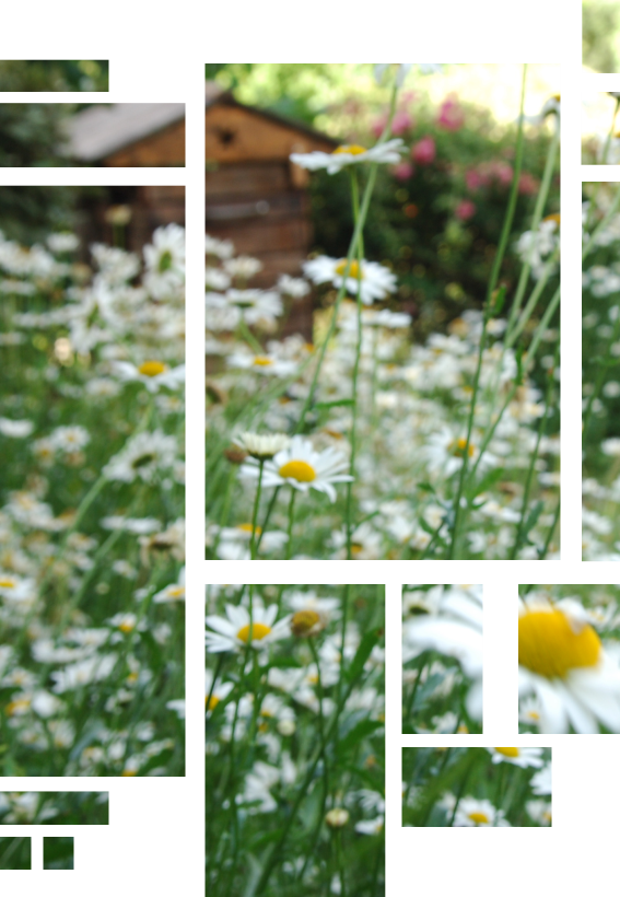 Primavera
